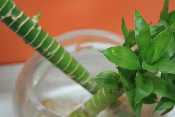 水培富贵竹的水臭了怎么办 水养富贵竹修剪(图解)