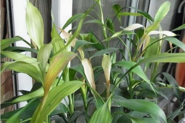 水培富贵竹的水臭了怎么办 水养富贵竹修剪(图解)