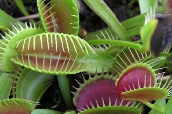 捕蝇草市场价格多少钱一盆 捕蝇草叶子变黑或枯萎的原因