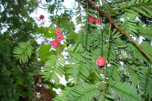 含羞草图片大全 含羞草的特点