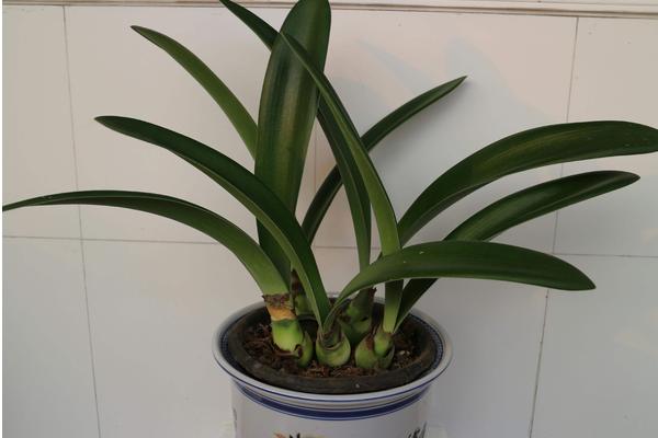 虎耳兰图片大全(含开花) 虎耳兰市场价值