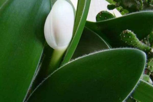 虎耳兰图片大全(含开花) 虎耳兰市场价值