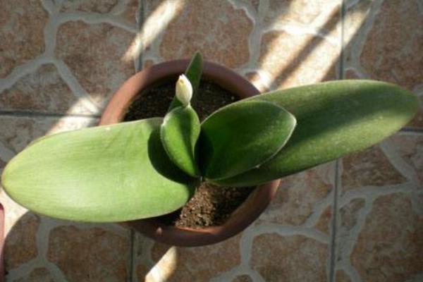 虎耳兰图片大全(含开花) 虎耳兰市场价值