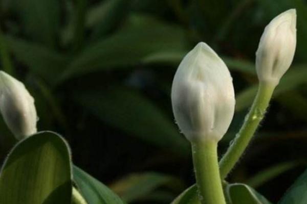 虎耳兰图片大全(含开花) 虎耳兰市场价值