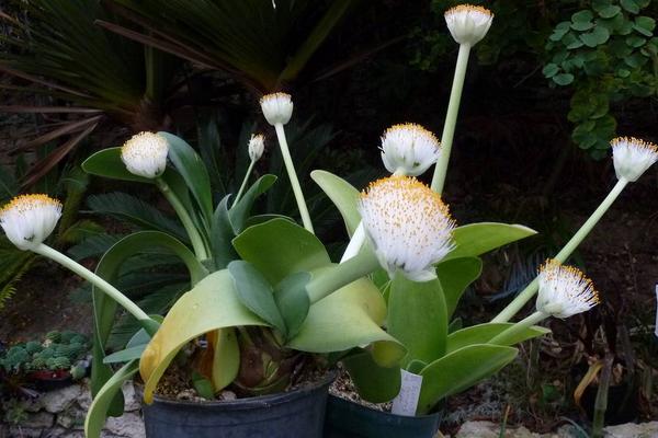 虎耳兰图片大全(含开花) 虎耳兰市场价值