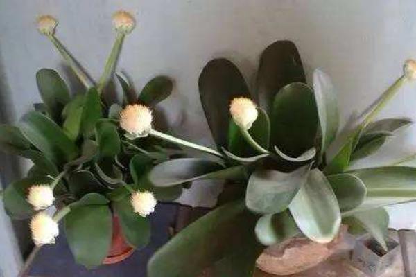 虎耳兰图片大全(含开花) 虎耳兰市场价值