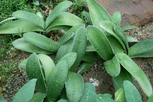 虎耳兰图片大全(含开花) 虎耳兰市场价值