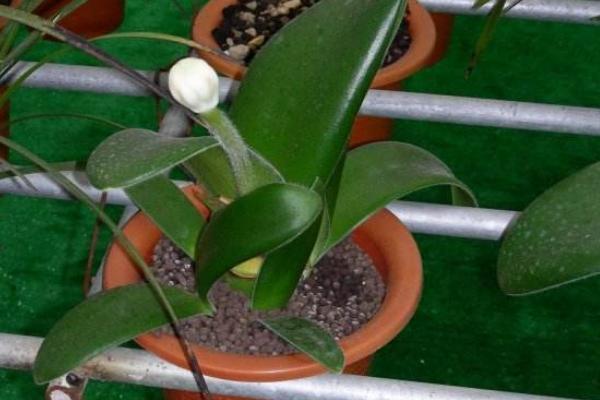 虎耳兰图片大全(含开花) 虎耳兰市场价值