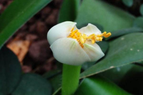 虎耳兰图片大全(含开花) 虎耳兰市场价值