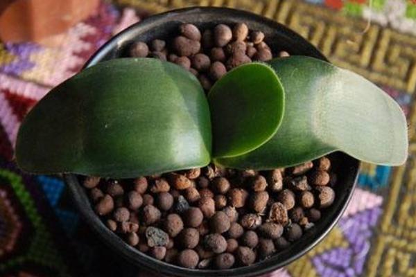 虎耳兰图片大全(含开花) 虎耳兰市场价值