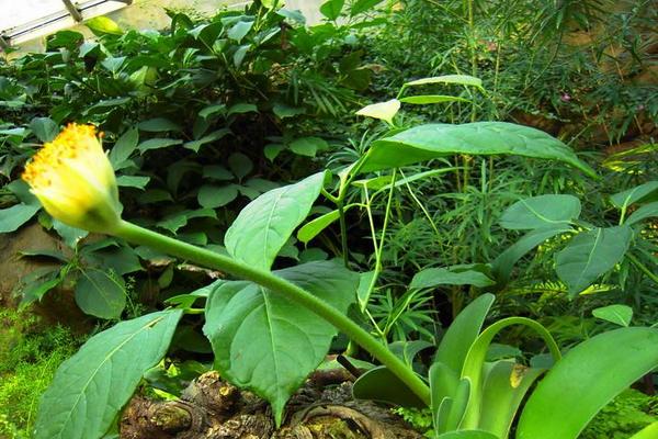 虎耳兰图片大全(含开花) 虎耳兰市场价值