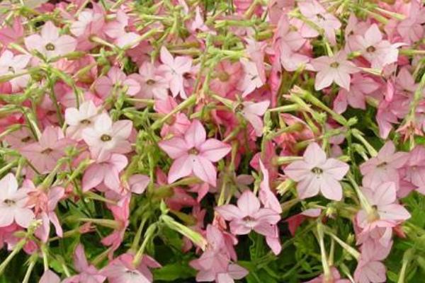 花烟草图片大全 花烟草应用价值