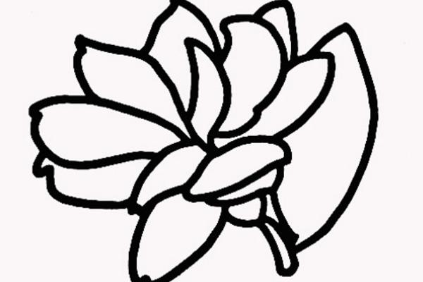 茉莉花怎么折(图解步骤) 茉莉花的画法
