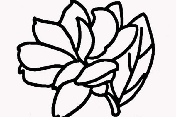 茉莉花怎么折(图解步骤) 茉莉花的画法