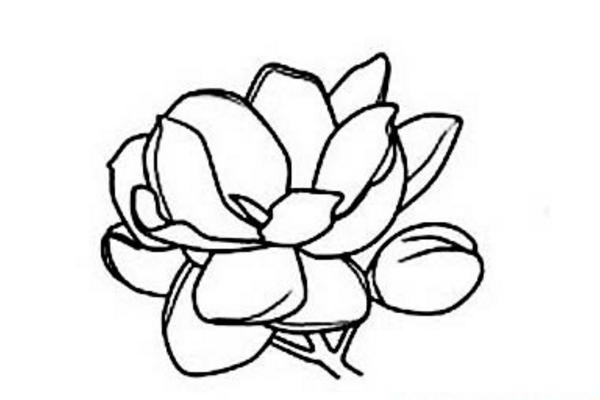 茉莉花怎么折(图解步骤) 茉莉花的画法