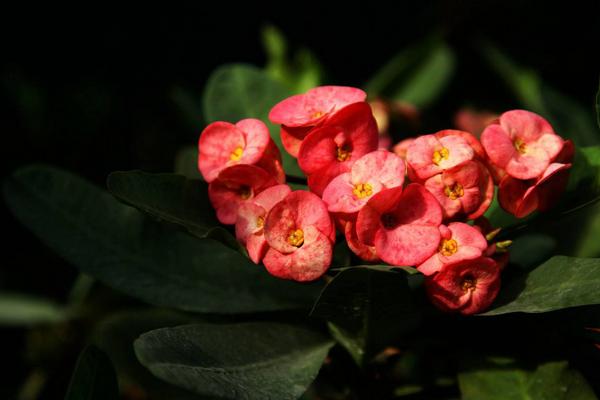 虎刺梅怎么浇水(多久浇一次) 虎刺梅适合在室内养殖吗