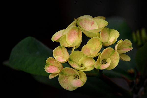 虎刺梅怎么浇水(多久浇一次) 虎刺梅适合在室内养殖吗