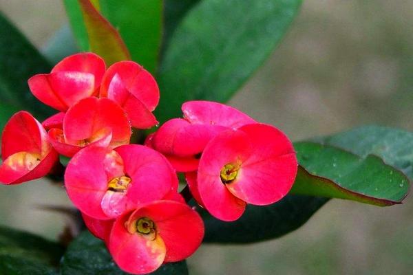 虎刺梅怎么浇水(多久浇一次) 虎刺梅适合在室内养殖吗