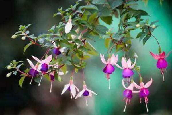 倒挂金钟什么时候开花(什么季节、几月) 倒挂金钟的花语是什么