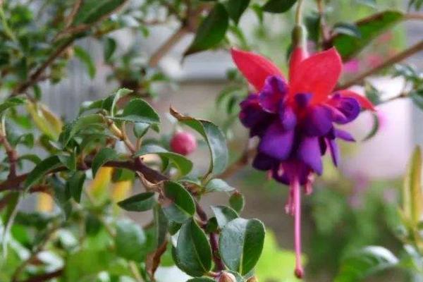 倒挂金钟什么时候开花(什么季节、几月) 倒挂金钟的花语是什么