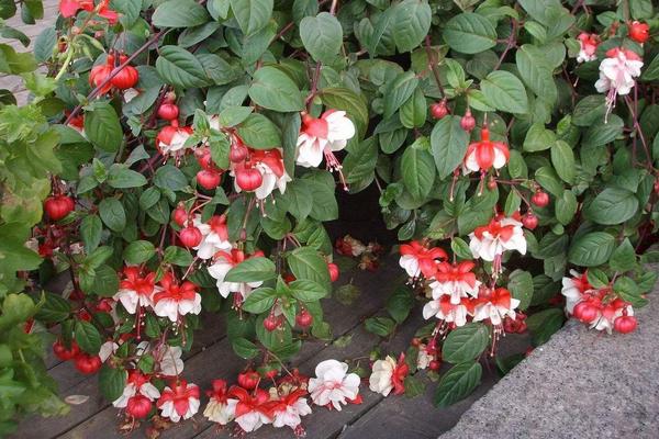 倒挂金钟什么时候开花(什么季节、几月) 倒挂金钟的花语是什么