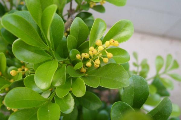 米兰花什么时候开花(什么季节、几月)