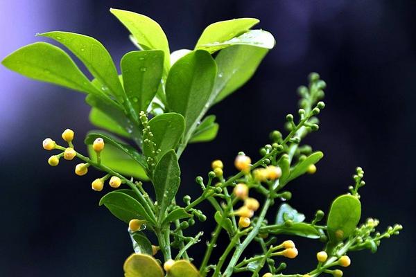 米兰花什么时候开花(什么季节、几月)