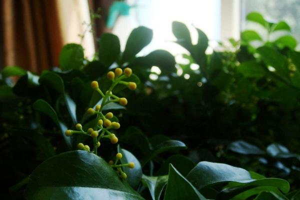 米兰花什么时候开花(什么季节、几月)