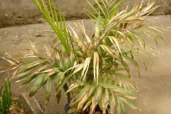 散尾葵怎么养 散尾葵养殖方法与注意事项