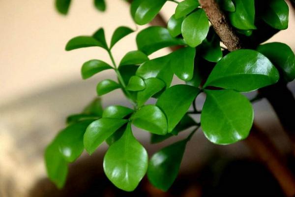 米兰花怎么浇水(多久浇一次) 米兰花怎么施肥