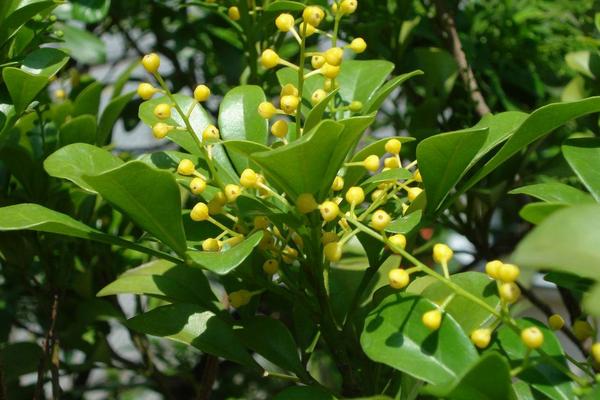 米兰花怎么浇水(多久浇一次) 米兰花怎么施肥