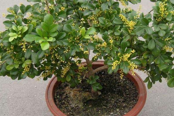 米兰花怎么浇水(多久浇一次) 米兰花怎么施肥