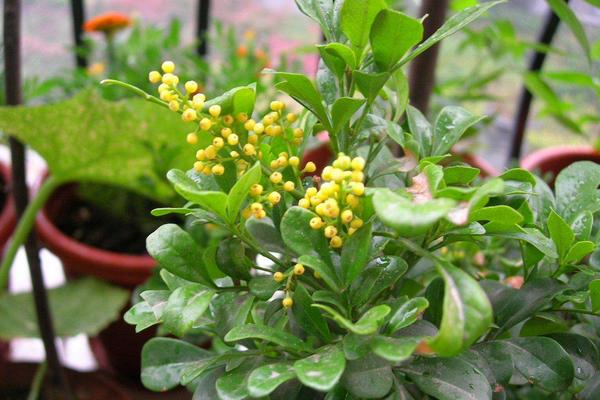 米兰花怎么浇水(多久浇一次) 米兰花怎么施肥