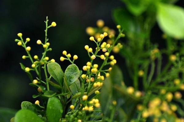 米兰花怎么浇水(多久浇一次) 米兰花怎么施肥