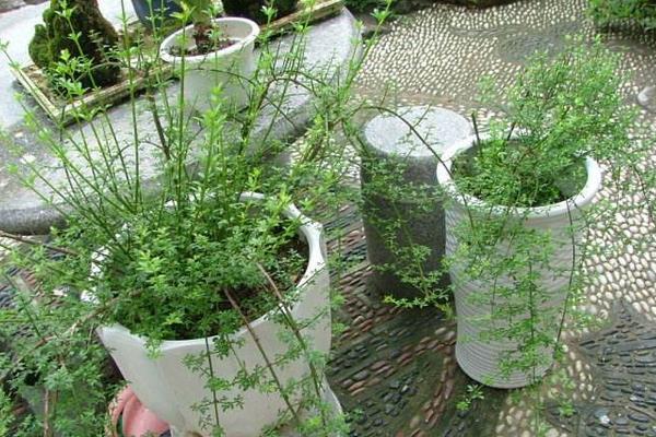 迎春花修剪方法 迎春花扦插繁殖方法