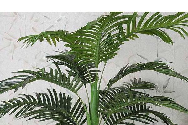 散尾葵繁殖方法 散尾葵开花吗