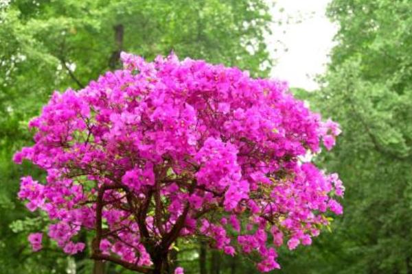 三角梅产地在哪里 三角梅几年开花