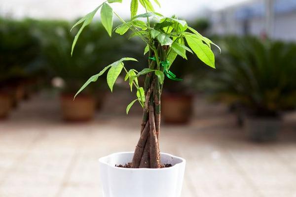 发财树怎么养 发财树养殖方法与注意事项