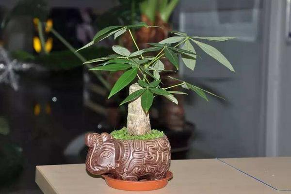 发财树怎么养 发财树养殖方法与注意事项