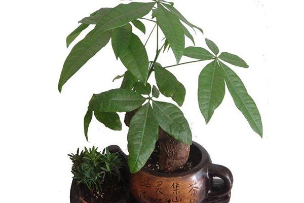 发财树怎么养 发财树养殖方法与注意事项