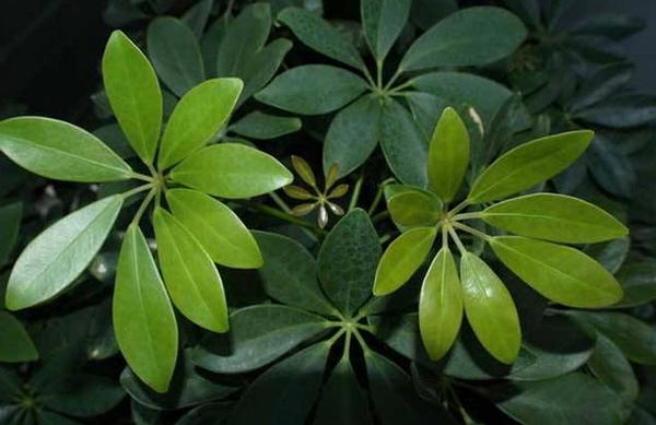 发财树图片大全 发财树有几种