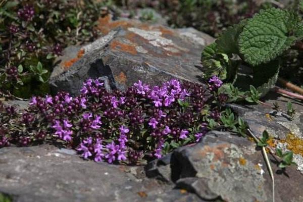 百里香产地在哪里 百里香的养殖方法