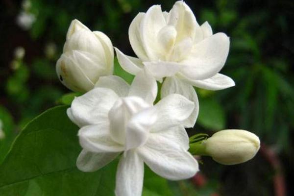 茉莉花的功效与作用 茉莉花药用价值