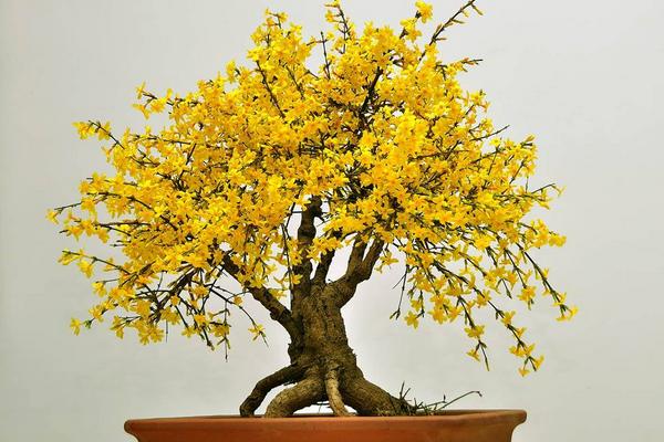 迎春花怎么浇水(多久浇一次) 迎春花叶子发黄怎么办