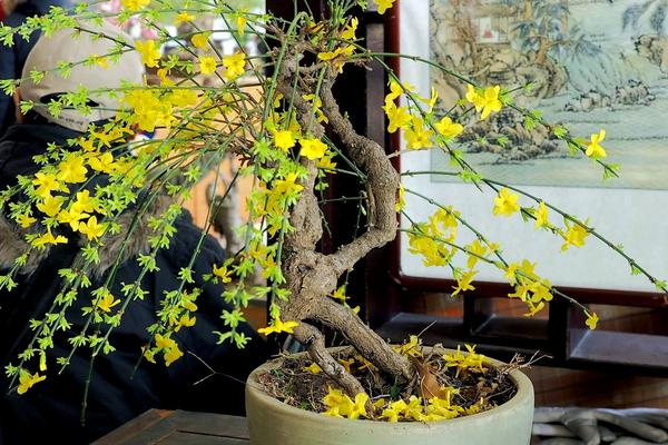 迎春花怎么浇水(多久浇一次) 迎春花叶子发黄怎么办