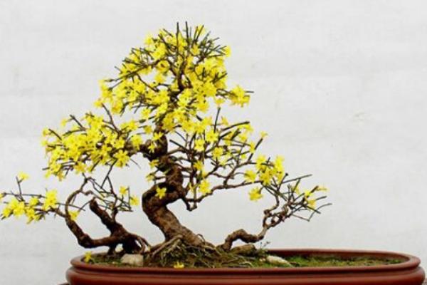 迎春花怎么浇水(多久浇一次) 迎春花叶子发黄怎么办