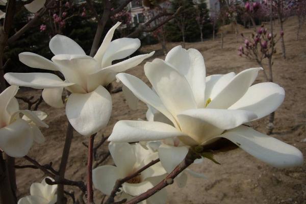 玉兰花功效与作用 玉兰花药用价值