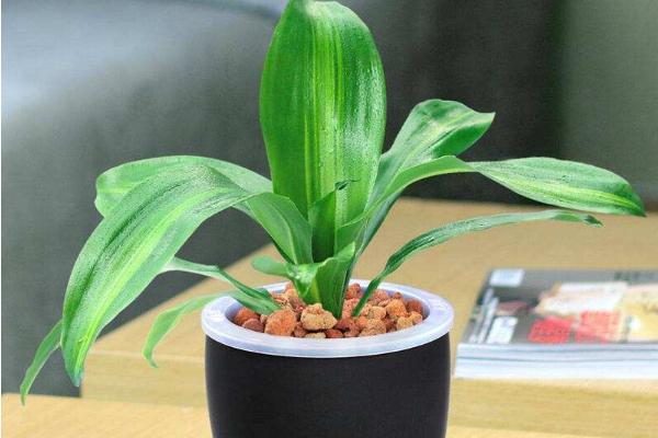 巴西铁怎么浇水(多久浇一次) 巴西铁的养殖方法