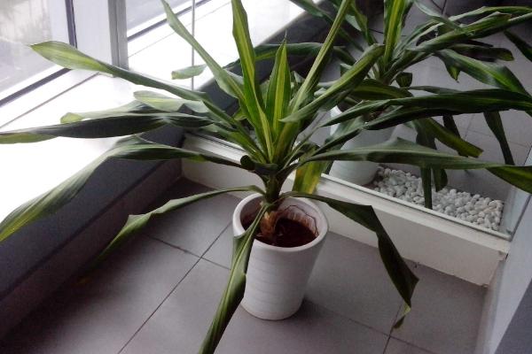 巴西铁怎么浇水(多久浇一次) 巴西铁的养殖方法