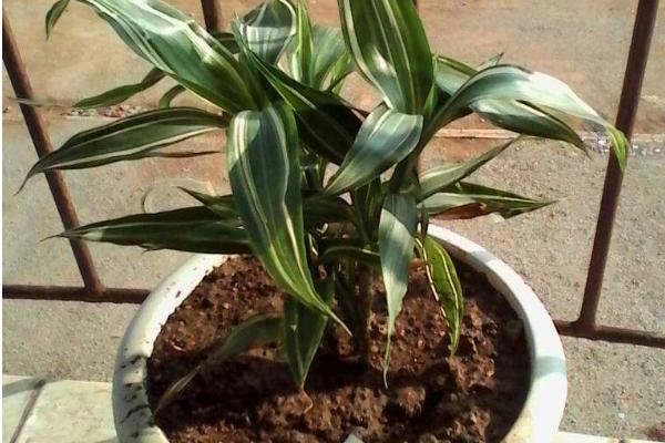 巴西铁怎么浇水(多久浇一次) 巴西铁的养殖方法